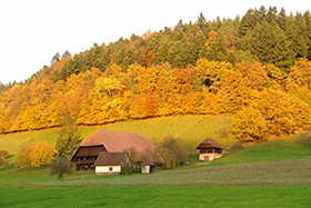 In unserem Schwarzwaldtal
