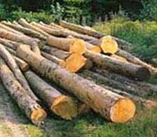 Matire premire: le bois qui sert  fabriquer nos meubles