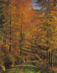 Zauberhafter Herbstwald