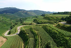 Le Kaiserstuhl: la rgion viticole la plus chaude d'Allemagne