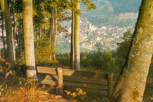 Blick durch den Buchenwald, 
hinunter nach Seelbach im Schwarzwaldtal